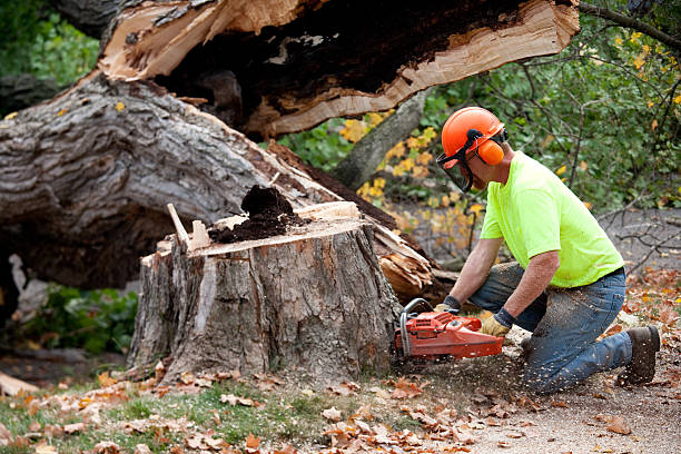 Tree Root Removal in Bourbon, MO